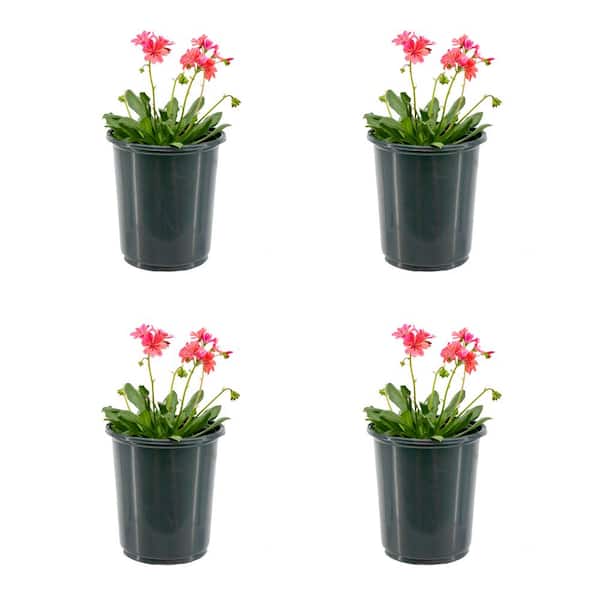 Unbranded 2.5 qt. Lewisia Perennial Plant with Coral Flowers (4-Pack)