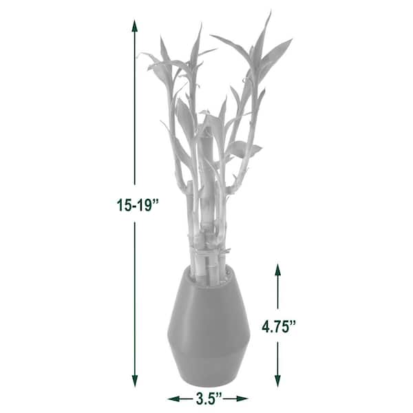 Lucky Bamboo Stalks in 'round Glass Vase' River Rock Lucky Green Inc 