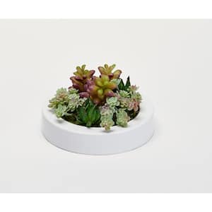 Mixed Succulents in 7 in. Artificial Round White Plastic Container