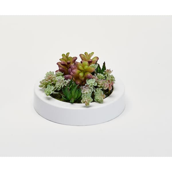 Worth Imports Mixed Succulents in 7 in. Artificial Round White Plastic Container
