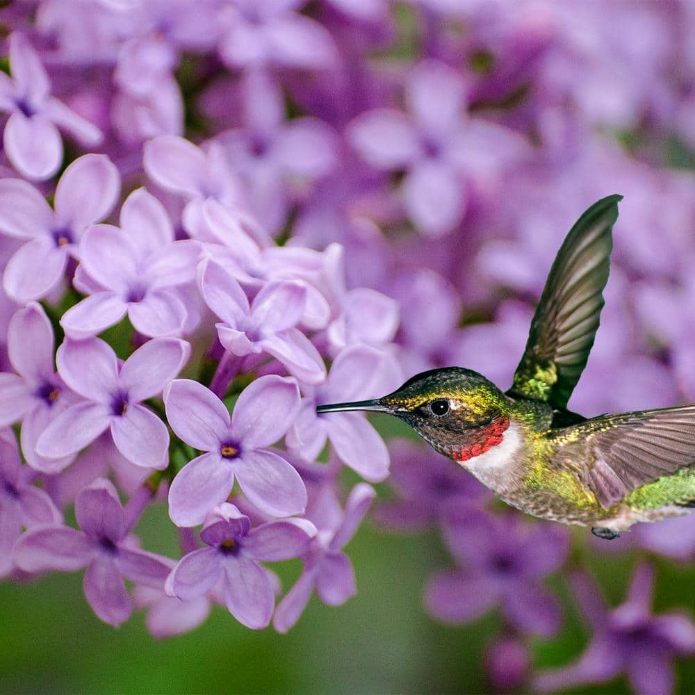 Spring Hill Nurseries 4 In Pot Sunday Lilac Syringa Live Deciduous Plant Purple Flowering