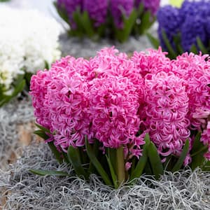 Pink Pearl Hyacinths Bulbs (Set of 10)