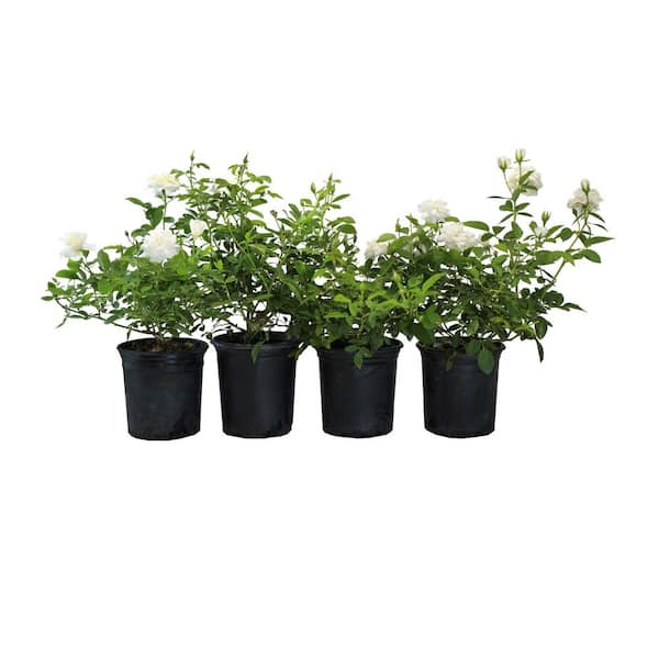 Alder & Oak #1 Container Groundcover Roses with White Flowers (4-Pack)