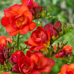Freesias Double Blooming Red (Set of 25 Bulbs)