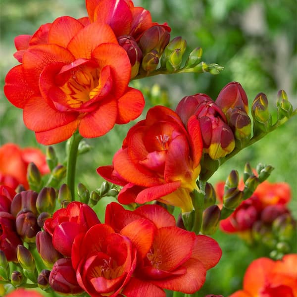VAN ZYVERDEN Freesias Double Blooming Red (Set of 25 Bulbs)