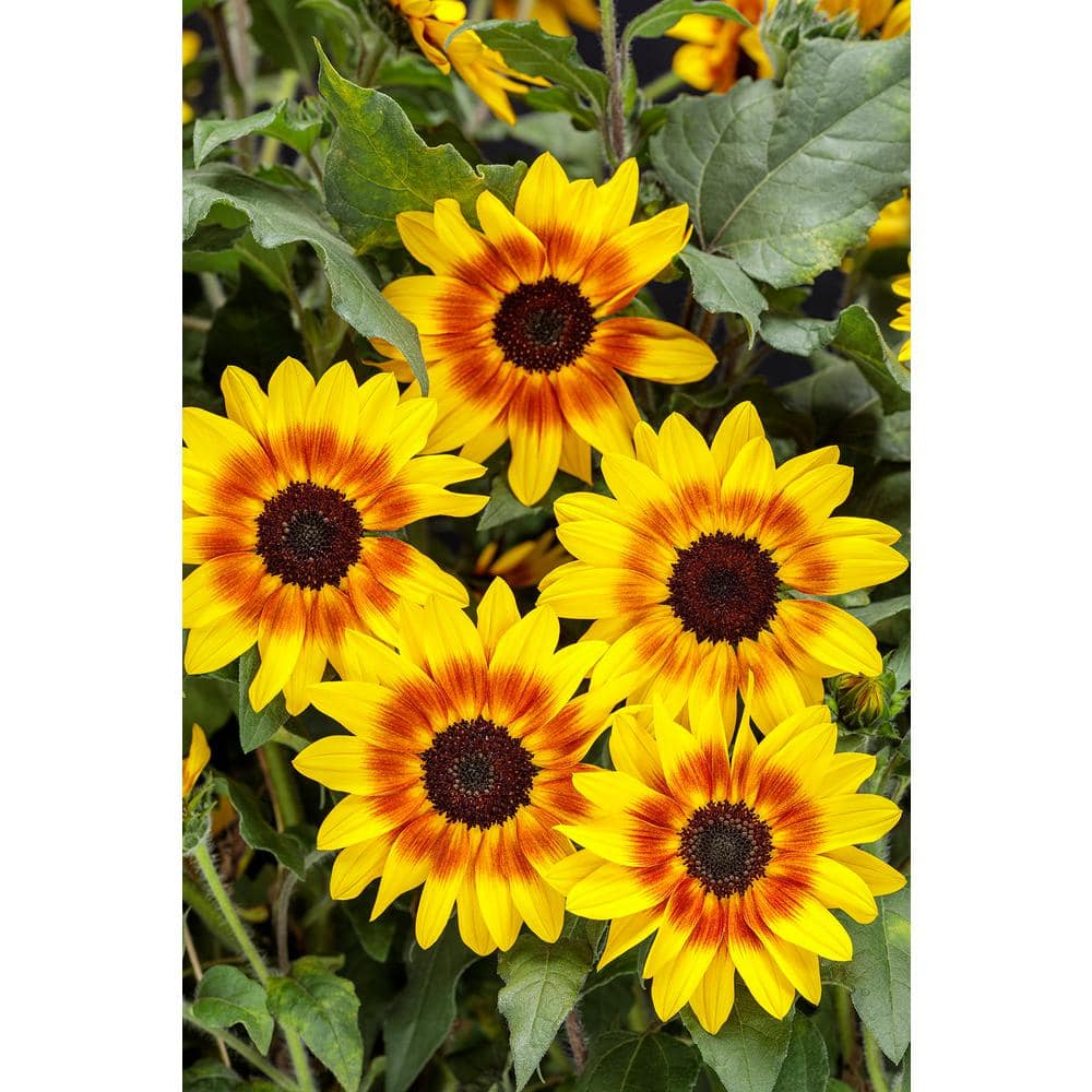 proven-winners-annual-flowers-