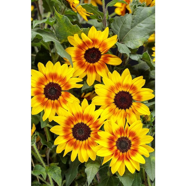 sunflower PROVEN WINNERS 1 Gal. Royale. Suncredible Saturn Sunflower Live