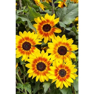 1 Gal. Royale. Suncredible Saturn Sunflower Live Annual Plant, Orange Flowers (1-Pack)