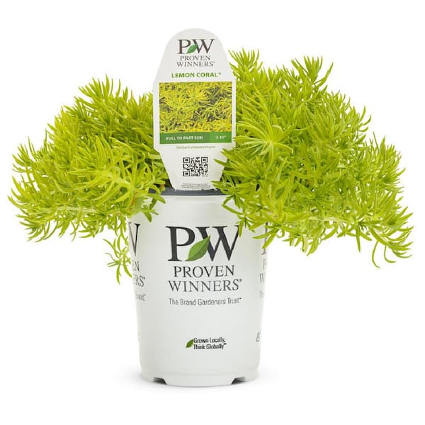 4.25 in. Lemon Coral Sedum (Sedum Mexicanum) Live Annual Plant, Chartreuse Green Foliage (4-Pack)