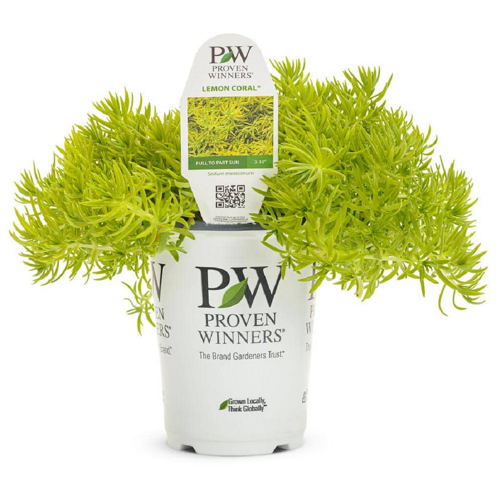 PROVEN WINNERS 4.25 in. Lemon Coral Sedum (Sedum Mexicanum