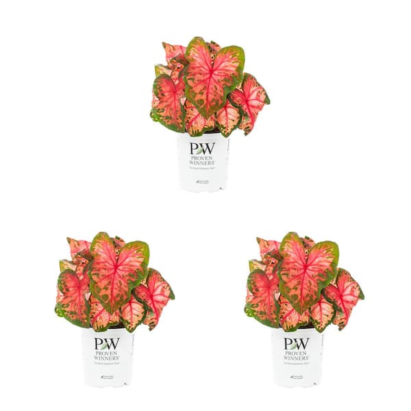 METROLINA GREENHOUSES 2.5 Qt. Caladium Heart to Heart Clowning Around Red and Green Bicolor Annual Plant (3-Pack)