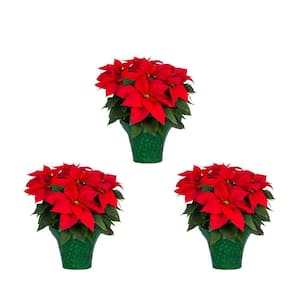 2 Qt. Christmas Poinsettia Red with Green Foil (3-Pack)