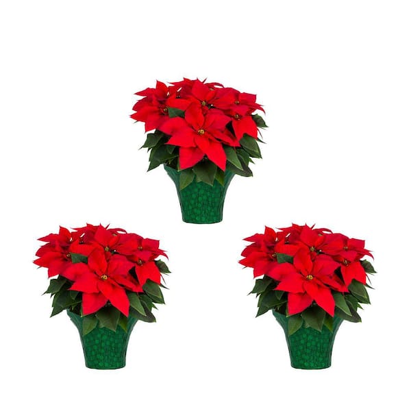 METROLINA GREENHOUSES 2 Qt. Christmas Poinsettia Red with Green Foil (3-Pack)