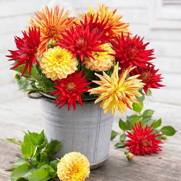 Longfield Gardens #1 Cactus and Decorative Sunset Mix (5-Pack)