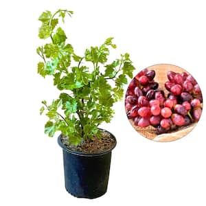 #2 Container Crimson Seedless Grape Vine Plant