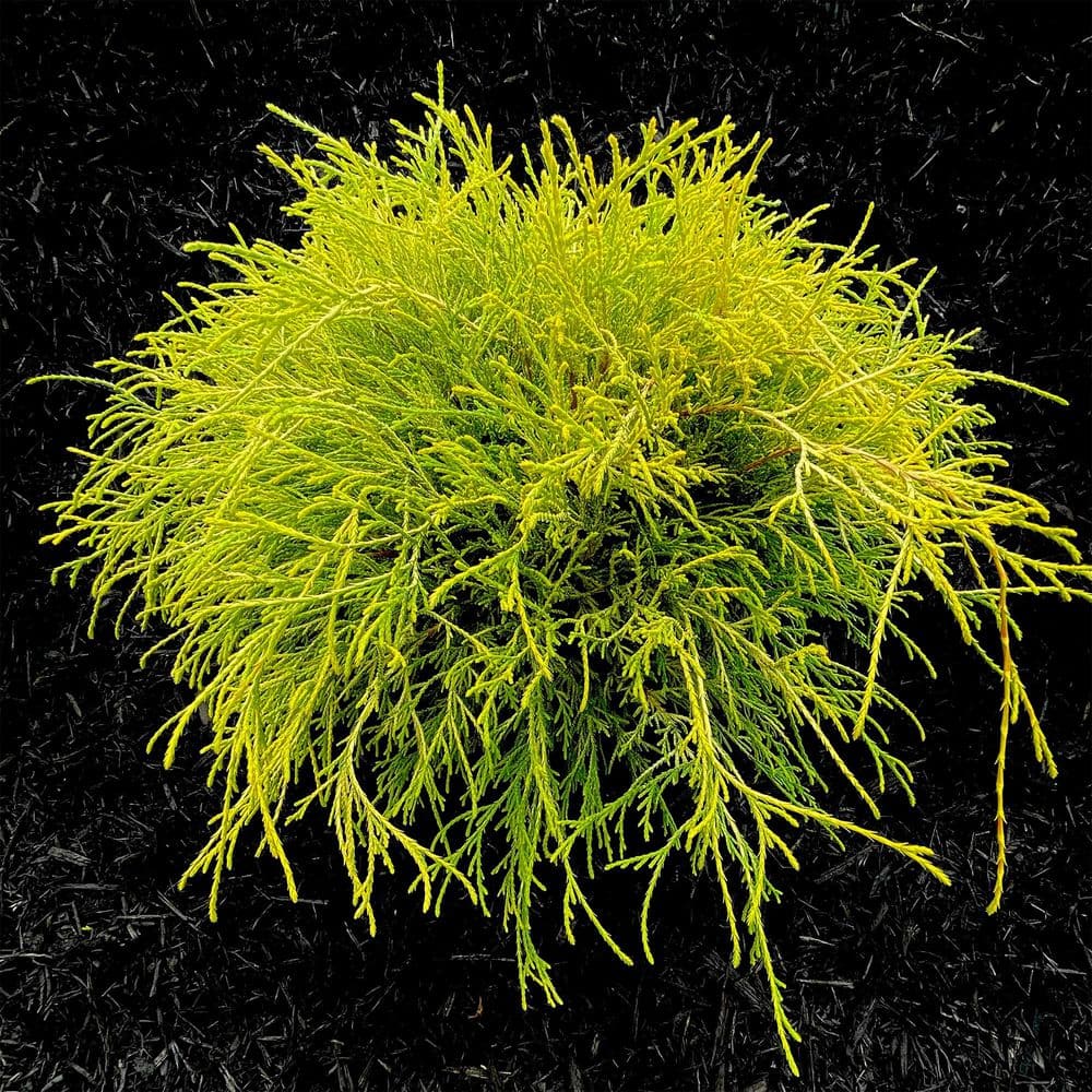 Golden Mop Cypress Evergreen Shrub in 2.5 Quart Container