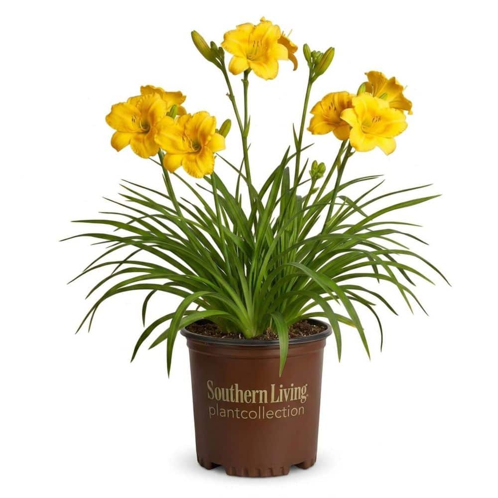 SOUTHERN LIVING 2.5 qt. Evergreen Stella Daylily Plant - Live