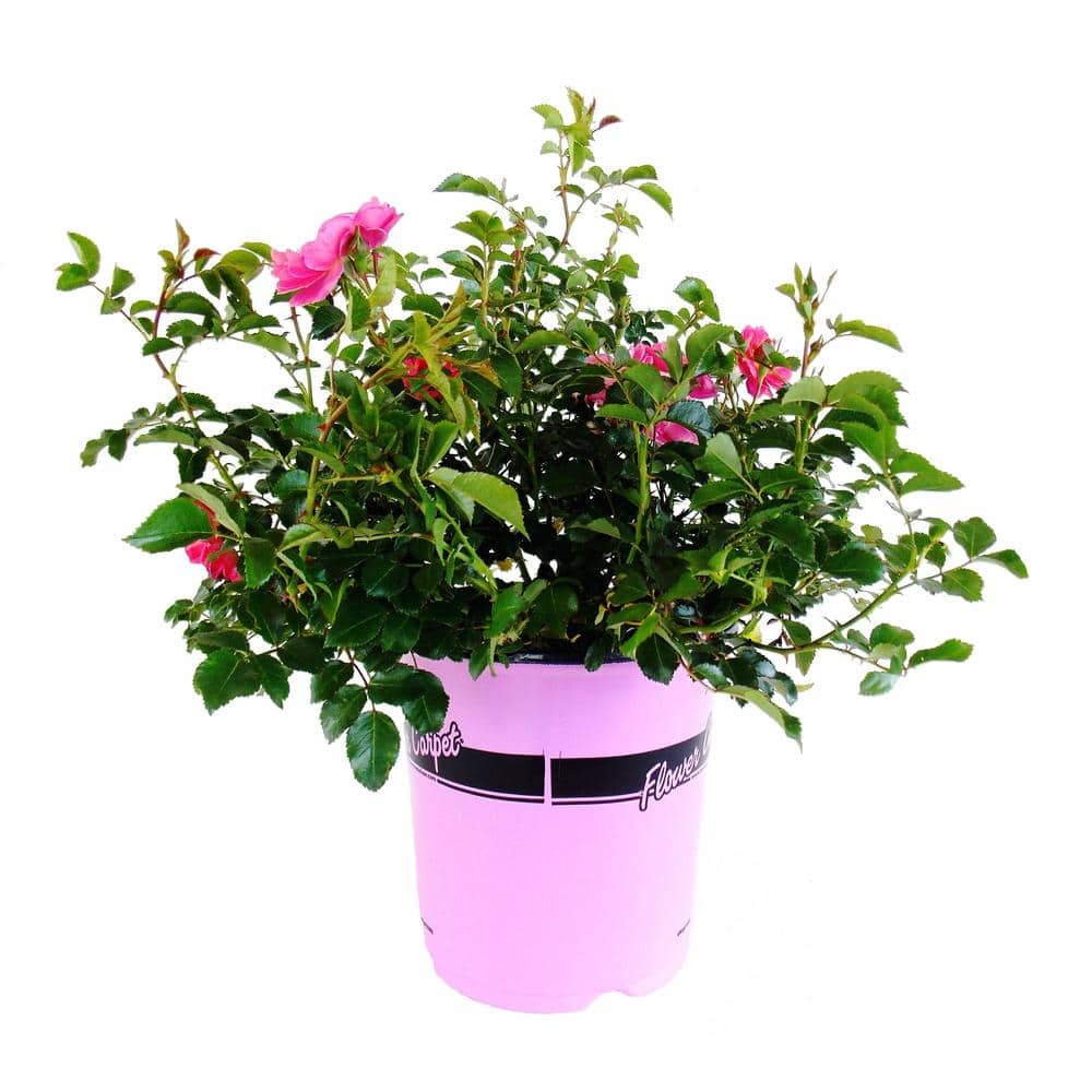 EVERDE GROWERS 8 in Pink Supreme Flower Carpet Rose Plant ROSROF0808IN ...