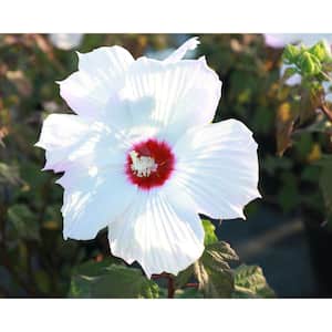 2 Gal. Summer Spice with White Blooms Creme De La Creme Hibiscus Plant