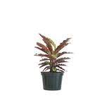 Calathea Rufibarba Live Indoor Fuzzy Feathers Houseplant Shipped in 6 in. Grower Pot 10 in. - 14 in. Tall