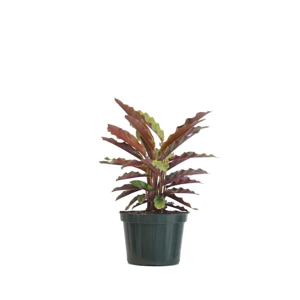 United Nursery Calathea Rufibarba Live Indoor Fuzzy Feathers Houseplant Shipped in 6 in. Grower Pot 10 in. - 14 in. Tall