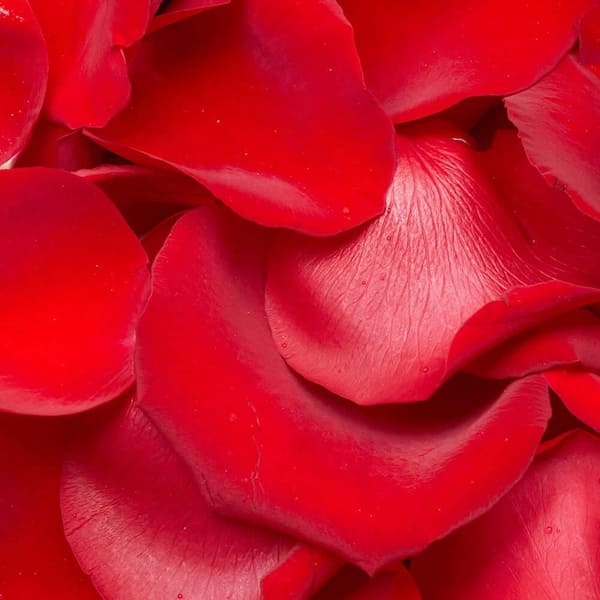 3500 Red Rose Petals- Fresh Flower Delivery