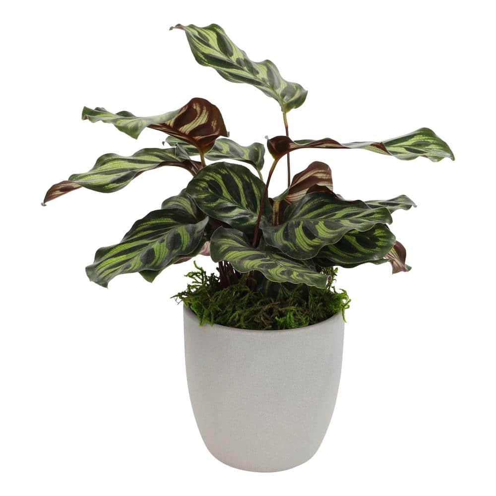 Calathea Peacock Plant in Gray Ceramic Planter, 24 Inches Tall