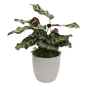 Prayer Plant (Calathea makoyana) Live House Plant with 4.25 in. Decorative Ceramic Pot