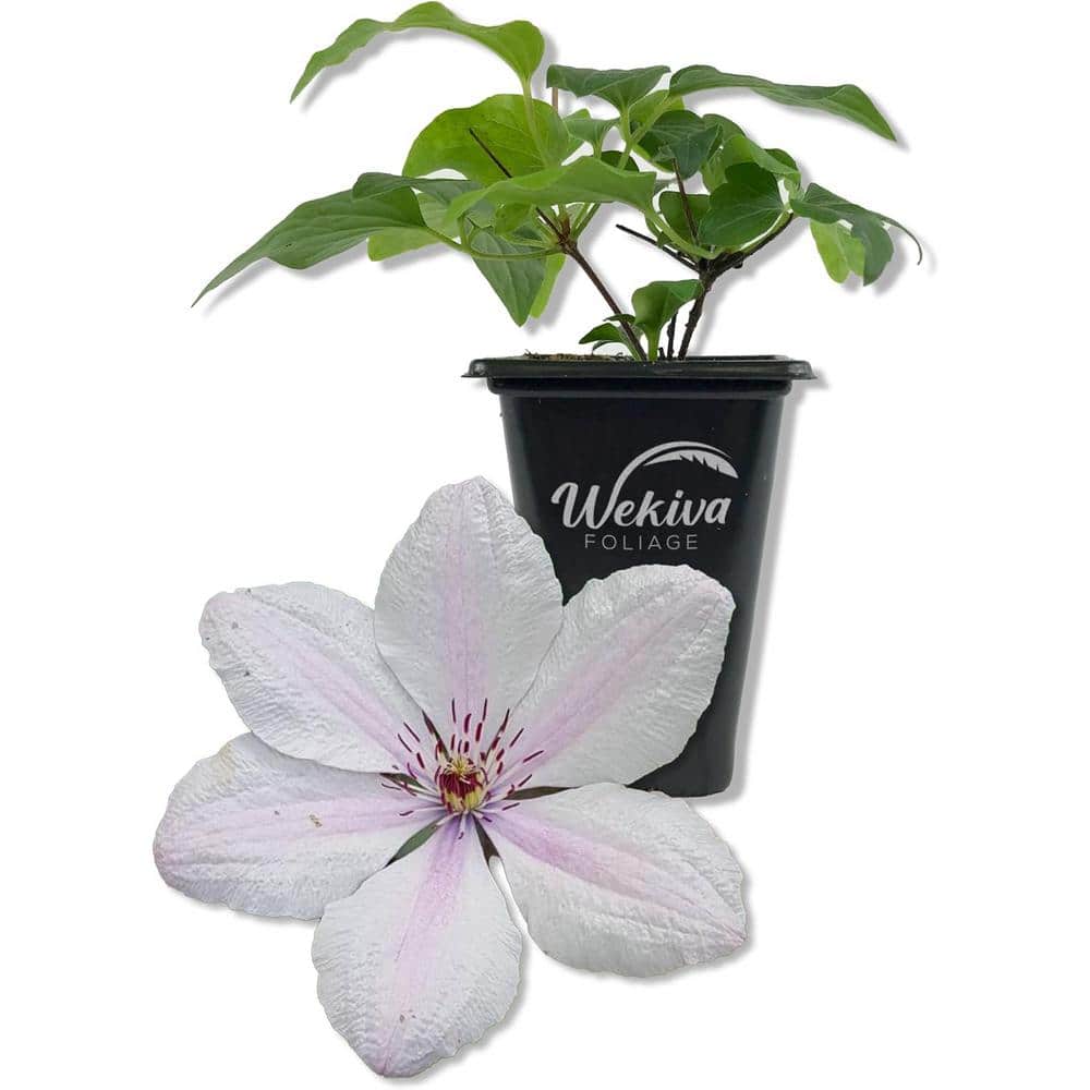 Clematis John Paul II-Live Starter Plant in a 2 Inch Pot-Starter Plants-Beautiful White and Pink Flowering Vine price history on PriceWatchPro