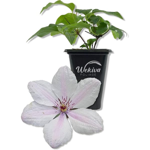 Clematis John Paul II-Live Starter Plant in a 2 Inch Pot-Starter Plants-Beautiful White and Pink Flowering Vine