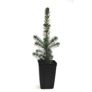 Black Hills Spruce Potted Evergreen Tree