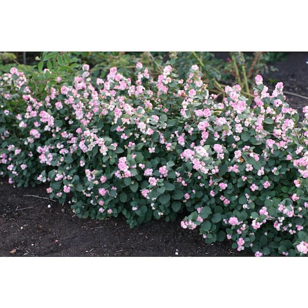 Jumbo Pint Pinky Promise Snowberry (Symphoricarpos) Live Shrub, Gumball Pink Berries