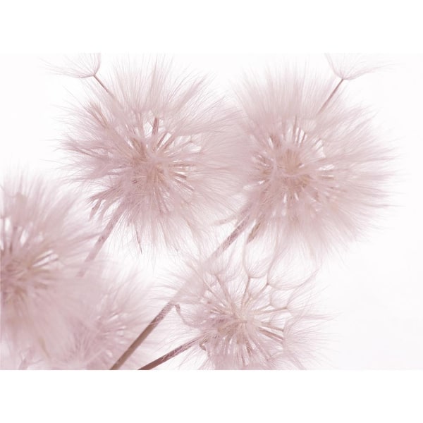 Bunch of Dandelions Non-Woven Wall Mural