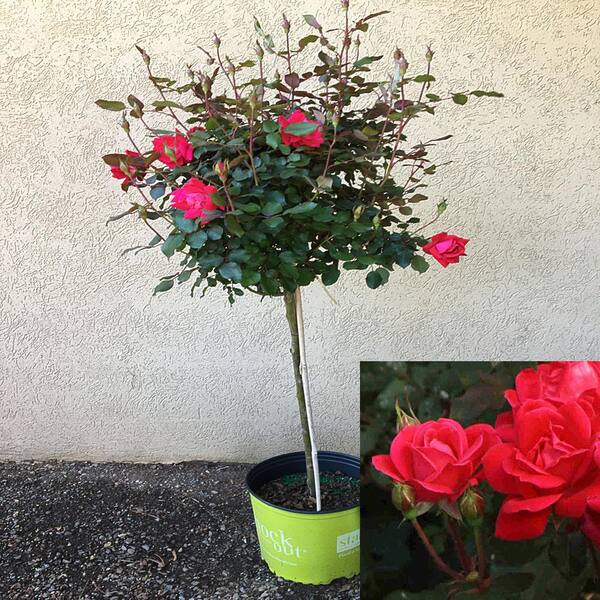 OnlinePlantCenter 3 Gal. 3 ft. tall Tree Form Double Red KnockOut Rose