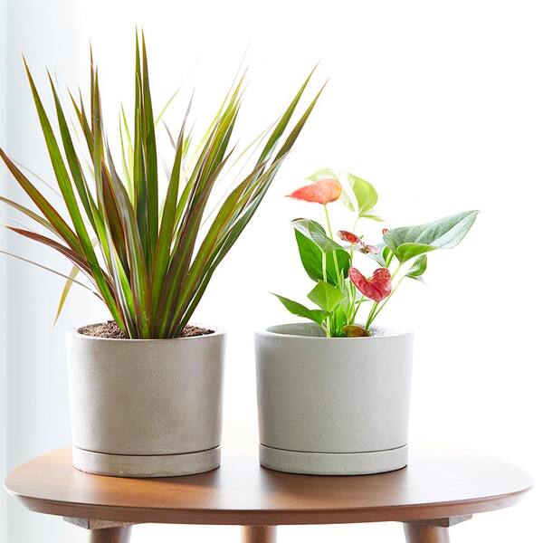 小物 SRL . NOODLE BOWL PLANT POT / GRAY SRL . NOODLE BOWL PLANT POT SRL . SMALL BOWL PLANT POT