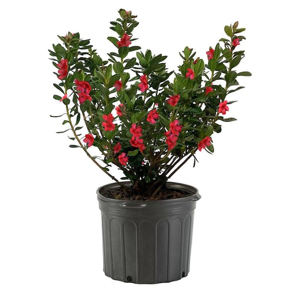 Unbranded 1 Gal. Midnight Flare Azalea Shrub with Red Trumpet-Shaped Flowers and Green Foliage