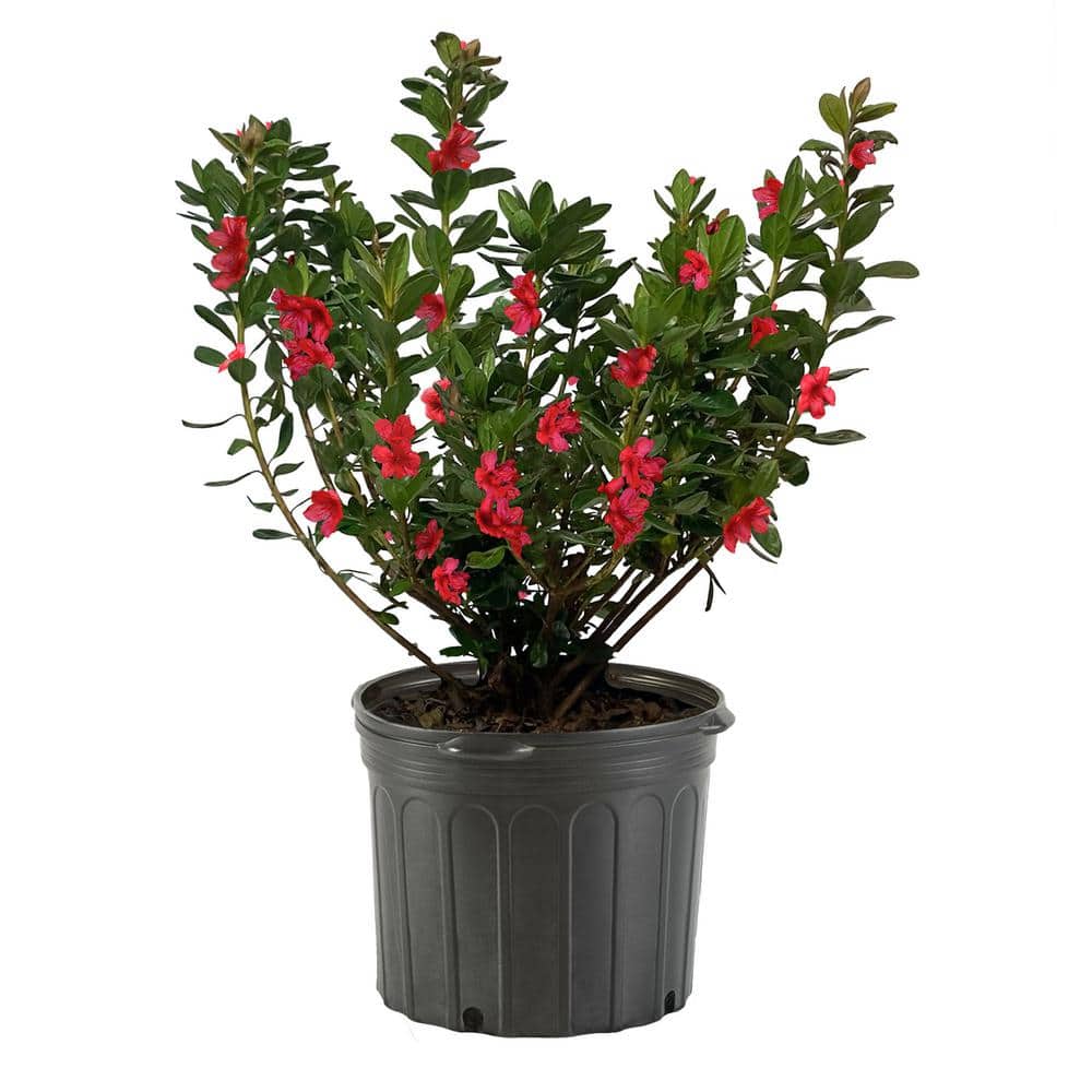 1 Gal. Midnight Flare Azalea Shrub with Red Trumpet-Shaped Flowers and Gree