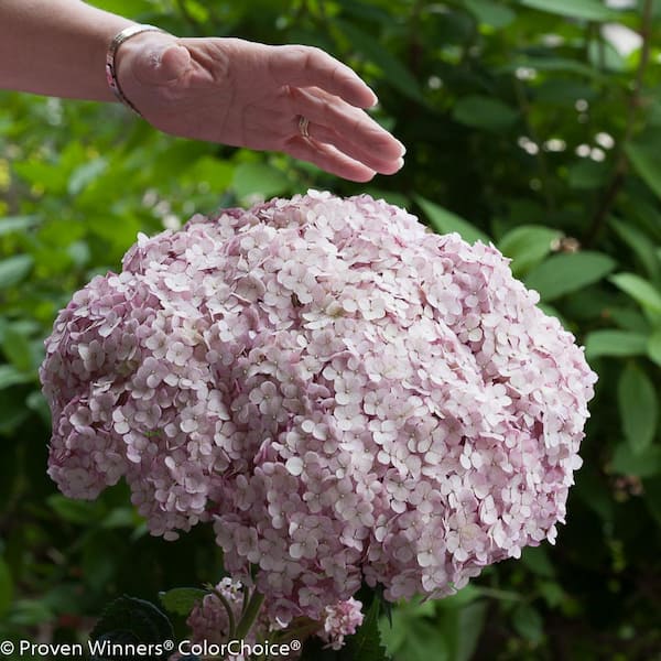 Image of Single Incrediball Blush hydrangea flower