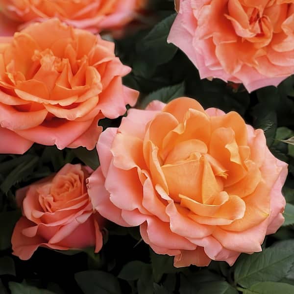 national PLANT NETWORK Bare Root Rose Maria Stern Hybrid Tea with