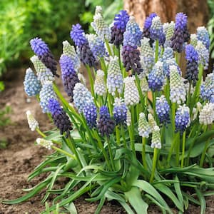 Grape Hyacinth Delft Blue Blend (Set of 50)