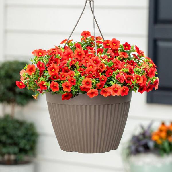 Vigoro 1.75 Gal. Calibrachoa Million Bells Cabaret Bright Red in Decorative Hanging  Basket Annual Plant (1-Pack) 79313 - The Home Depot
