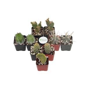2 in. Cactus Collection (Collection of 9)