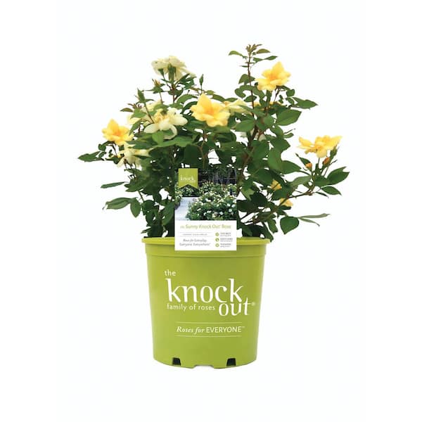 KNOCK OUT 2 Gal. Sunny Knock Out Rose Bush with Yellow Flowers