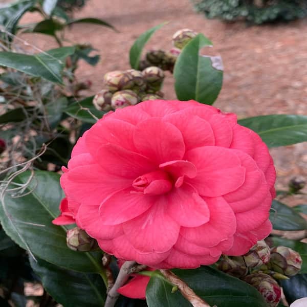 OnlinePlantCenter 3 gal. Rosea Plena Japanese Camellia Shrub with Vibrant Pink Flowers