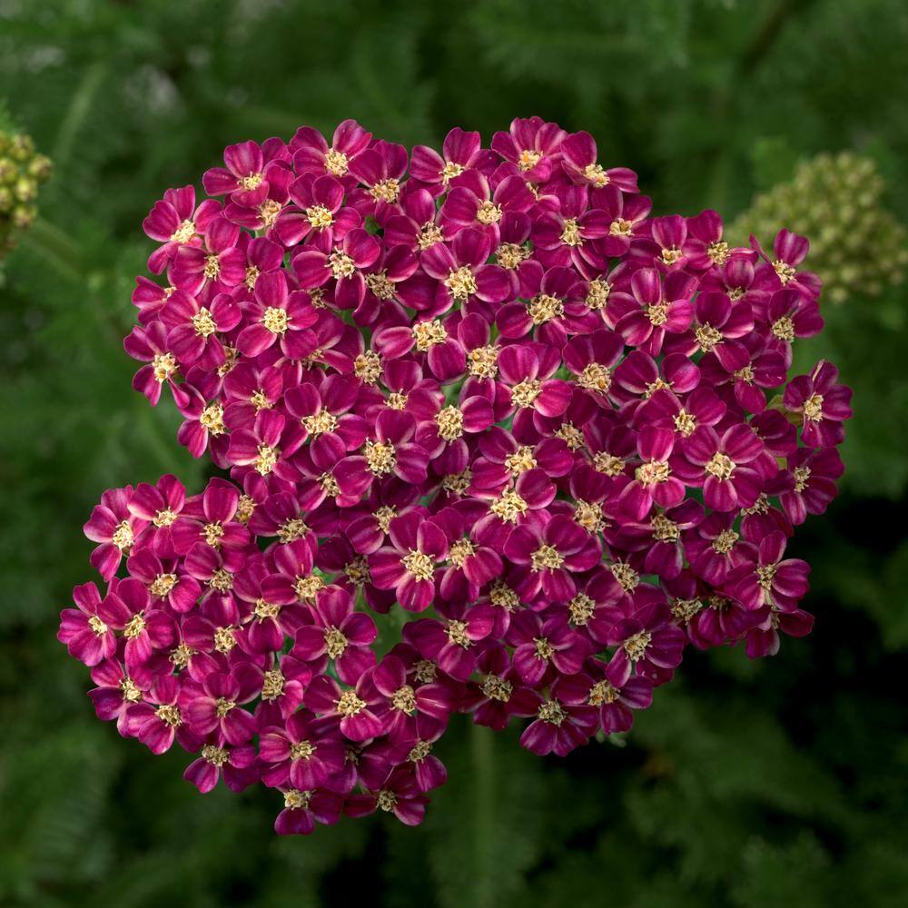 Reviews for national PLANT NETWORK 3.25 in. Desert Eve Rose Achillea