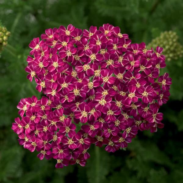 national PLANT NETWORK 3.25 in. Desert Eve Rose Achillea Perennial Plant with Pin.k Flowers 3-Piece