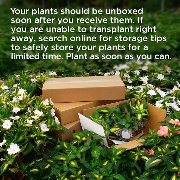 Have a question about national PLANT NETWORK 2.5 in. Arborvitae