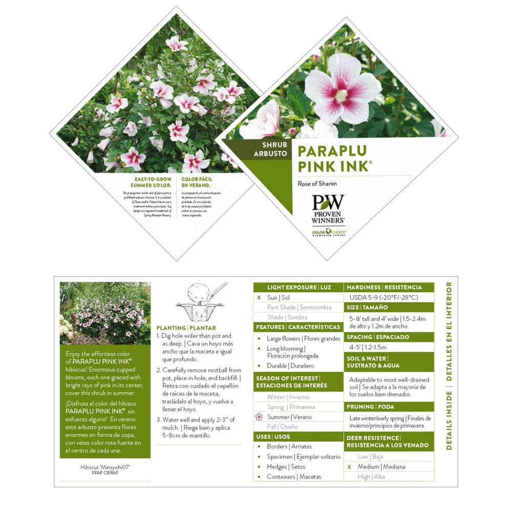 Paraplu Pink Ink Hibiscus in 2-Gallon Container