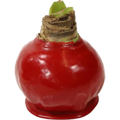 Wax-Coated Red Blooming Amaryllis Bulb (1-Pack)
