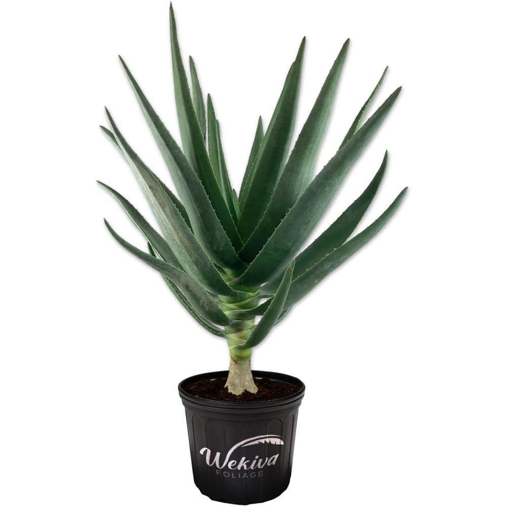 Wekiva Foliage Hercules Aloe Tree-Live Plant in a 3 gal. Growers  Pot-Aloidendron 'Hercules'-Cold Tolerant Ornamental Succulent HercAloe3gx1  - The Home Depot